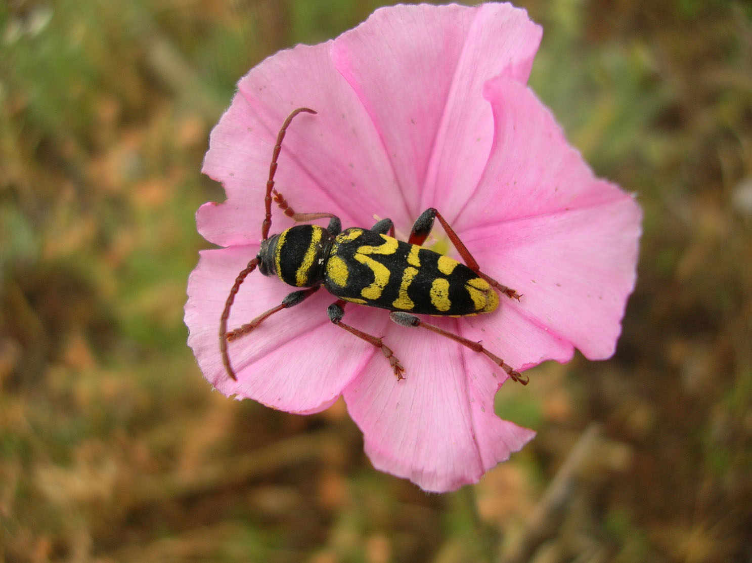 Altri coleotteri